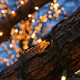 Illustration for article titled Photo Contest: Christmas Lights